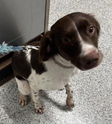 Reunited Unknown Dog last seen Port St. Lucie, Port St. Lucie, FL 34986