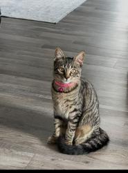 Reunited Female Cat last seen Boca Ciega Drive & Corey Avenue, St. Pete Beach, FL 33706