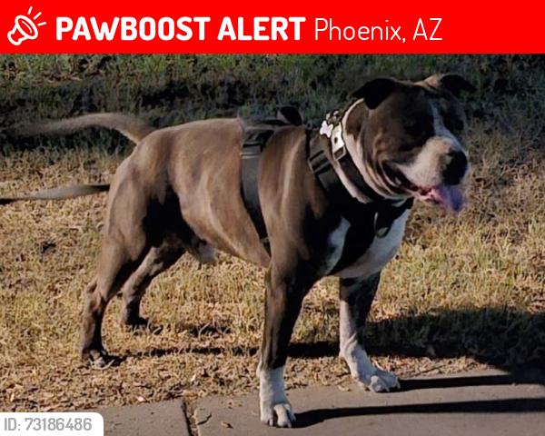 Lost Male Dog last seen 59th ave & thomas rd, Phoenix, AZ 85031