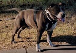 Lost Male Dog last seen 59th ave & thomas rd, Phoenix, AZ 85031