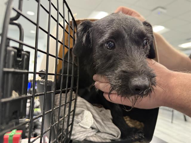 Shelter Stray Male Dog last seen CHARLOTTE, 8315 Byrum Dr, Charlotte, NC 28217, USA