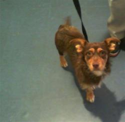 Shelter Stray Male Dog last seen CHARLOTTE, 8315 Byrum Dr, Charlotte, NC 28217, USA