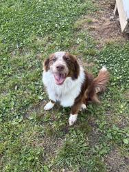 Reunited Male Dog last seen Woodland Park Baptist Church, Chattanooga, TN 37421
