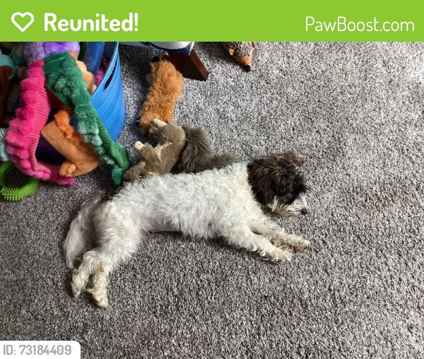 Reunited Female Dog last seen Rt.99, Marriottsville, MD 21104