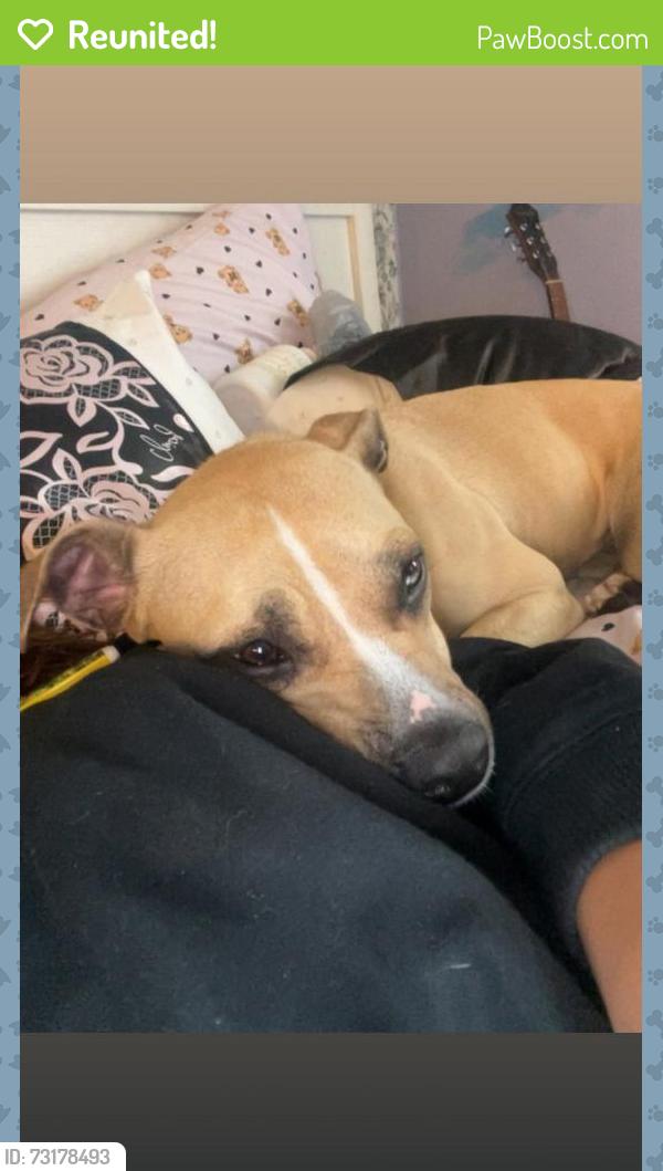 Reunited Female Dog last seen Cmc hosp, Scranton, PA 18510