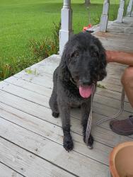 Reunited Female Dog last seen Mount Carmel Rd, Henry County, GA 30228