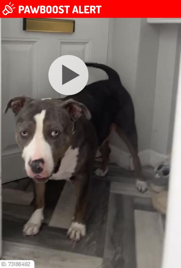Lost Female Dog last seen Swan lane Hindley green, Hindley Green, England 