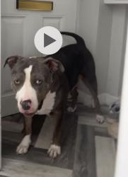 Lost Female Dog last seen Swan lane Hindley green, Hindley Green, England 