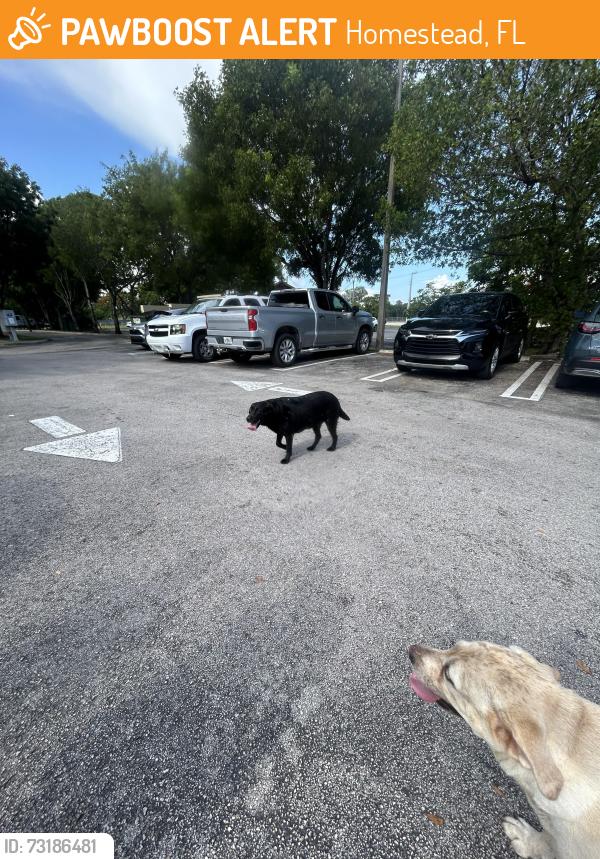 Found/Stray Female Dog last seen Salvadoreña cuisine, Homestead, FL 33032
