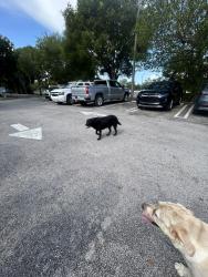 Found/Stray Female Dog last seen Salvadoreña cuisine, Homestead, FL 33032