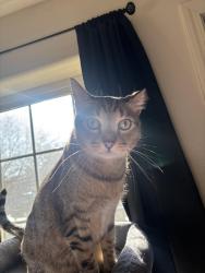 Lost Male Cat last seen Mary street in Medford near Saling and Steven’s st, Medford, OR 97504