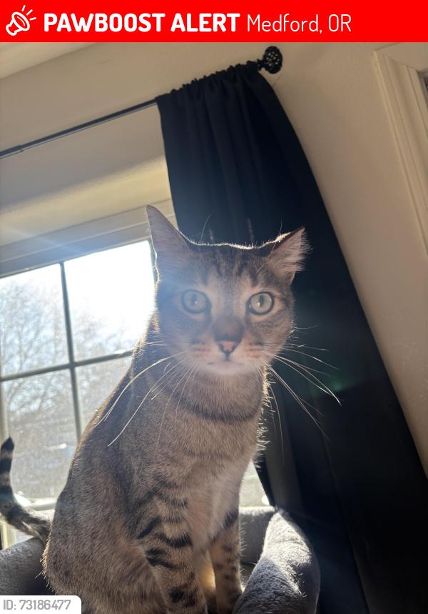 Lost Male Cat last seen Mary street in Medford near Saling and Steven’s st, Medford, OR 97504