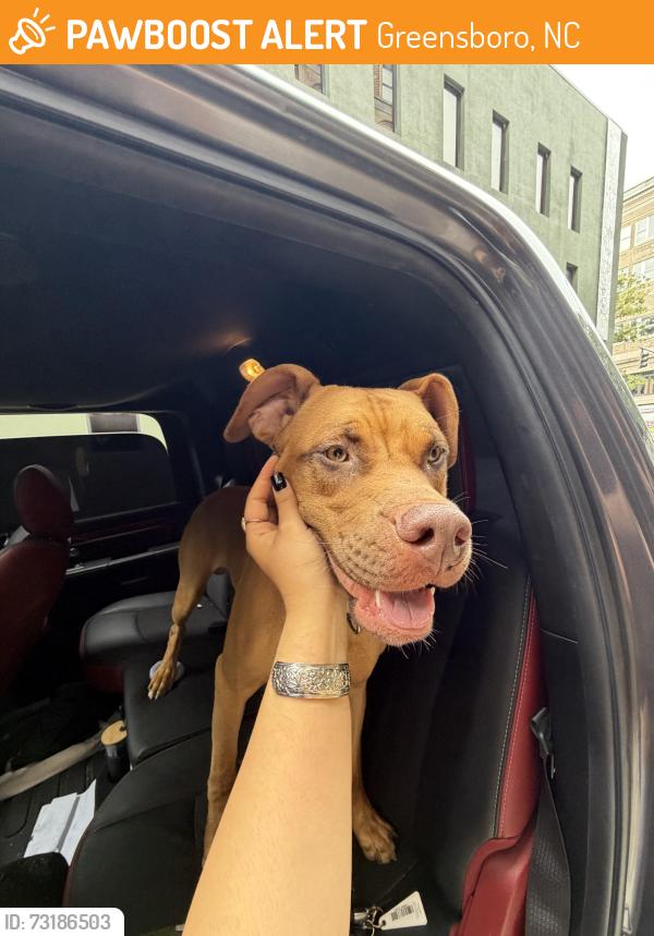 Found/Stray Male Dog last seen Summit ave, Greensboro, NC 27405