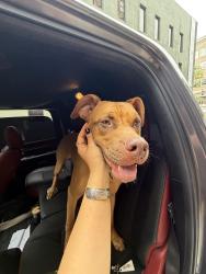 Found/Stray Male Dog last seen Summit ave, Greensboro, NC 27405