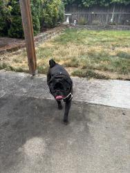 Reunited Male Dog last seen Fairview St in Springfield, Springfield, OR 97475