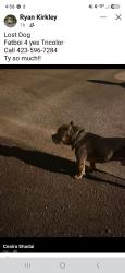 Reunited Male Dog last seen Rossville blvd, Chattanooga, TN 37407