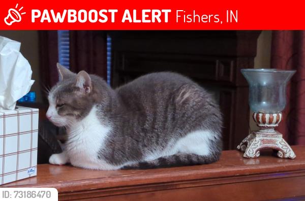 Lost Male Cat last seen Aplachian Way & Sequoia Stone Ct, Fishers, IN 46037