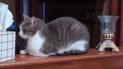Lost Male Cat last seen Aplachian Way & Sequoia Stone Ct, Fishers, IN 46037