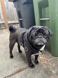 Reunited Male Dog last seen Fairview Drive Springfield OR, Springfield, OR 97477