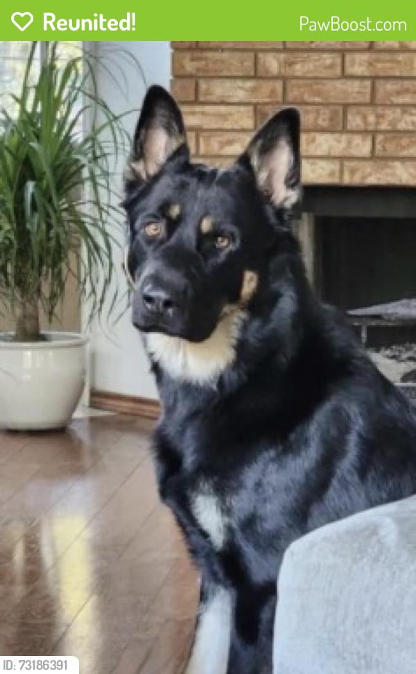 Reunited Male Dog last seen Red Oak Drive, Mansfield, TX 76063