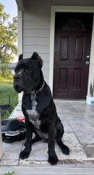 Reunited Male Dog last seen Aldine mail route and hardy toll road, Houston, TX 77039