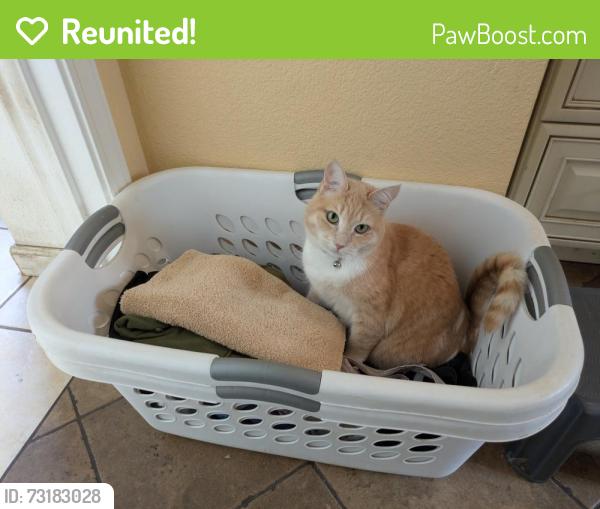 Reunited Female Cat last seen Claremont and Chelmsford, Brentwood, CA 94513