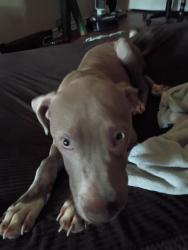 Found/Stray Male Dog last seen Near Haven for Hope, San Antonio, TX 78207