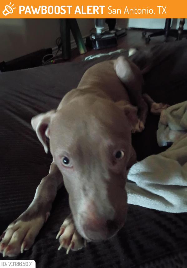Found/Stray Male Dog last seen Near Haven for Hope, San Antonio, TX 78207