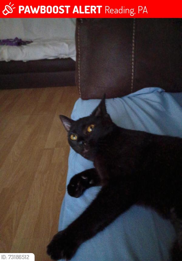 Lost Female Cat last seen New Holland ave, Reading, PA 19607