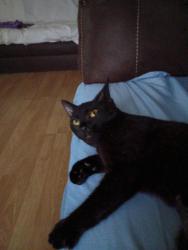 Lost Female Cat last seen New Holland ave, Reading, PA 19607