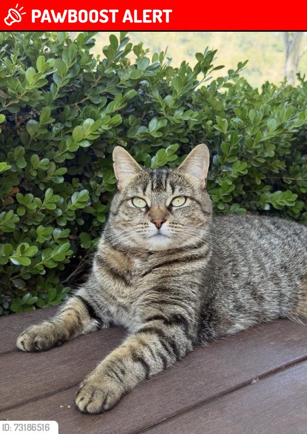 Lost Female Cat last seen Moneydarragh Hub, Newry, Mourne and Down, Northern Ireland BT34 4UZ