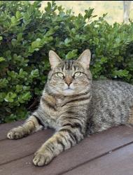 Lost Female Cat last seen Moneydarragh Hub, Newry, Mourne and Down, Northern Ireland BT34 4UZ