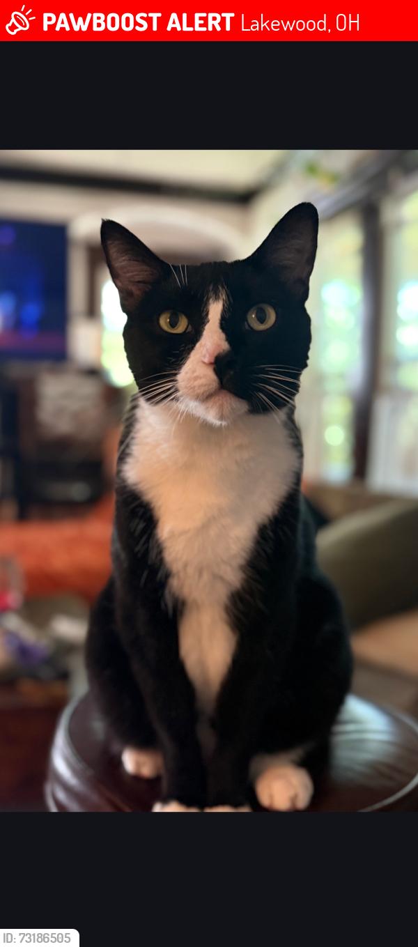 Lost Male Cat last seen Chesterton and Madison, Lakewood, Lakewood, OH 44107