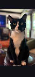 Lost Male Cat last seen Chesterton and Madison, Lakewood, Lakewood, OH 44107