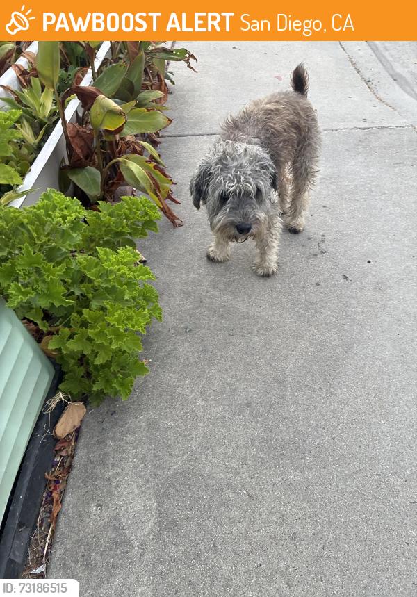 Found/Stray Male Dog last seen Wyconda Way 92113, San Diego, CA 92113