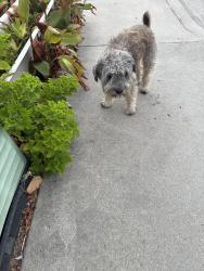 Found/Stray Male Dog last seen Wyconda Way 92113, San Diego, CA 92113