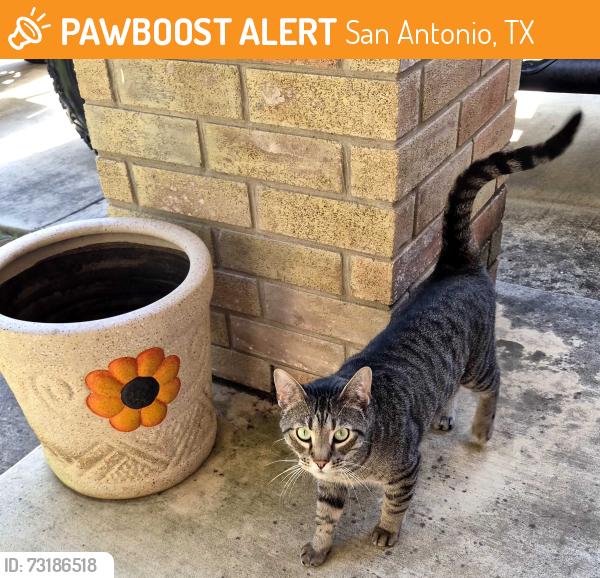 Found/Stray Female Cat last seen Near Copper Cave, San Antonio, TX 78249