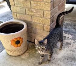 Found/Stray Female Cat last seen Near Copper Cave, San Antonio, TX 78249