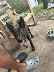 Found/Stray Female Dog last seen Ramona, Dallas, TX 75216