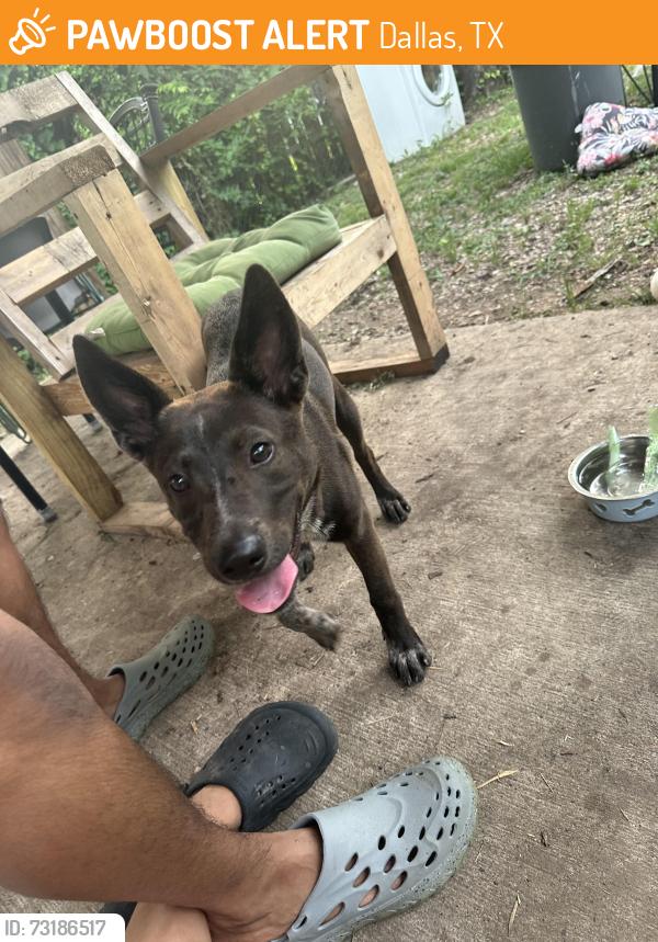 Found/Stray Female Dog last seen Ramona, Dallas, TX 75216