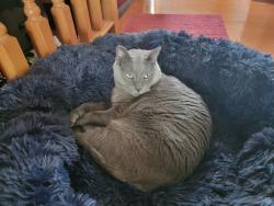 Reunited Male Cat last seen Hollyhock Drive to Jonquil Cir, Rockford, IL 61107