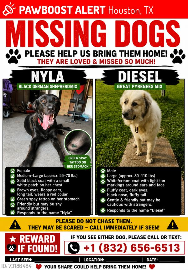 Lost Unknown Dog last seen Martindale & E orem, Houston, TX 77048