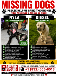 Lost Unknown Dog last seen Martindale & E orem, Houston, TX 77048