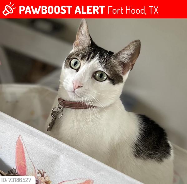 Lost Female Cat last seen Rose St and Patton dr, Fort Hood, TX 76544