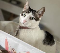 Lost Female Cat last seen Rose St and Patton dr, Fort Hood, TX 76544