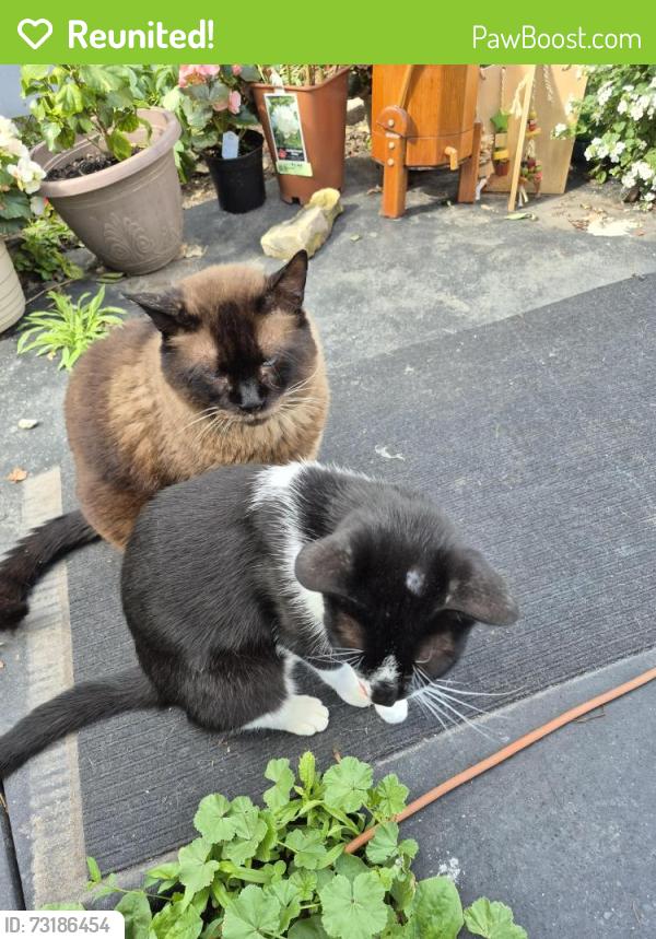 Reunited Male Cat last seen Color buff, Brantford, ON N3S 5S2