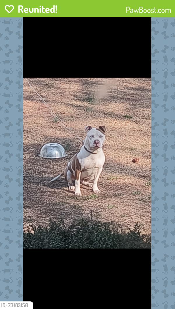 Reunited Male Dog last seen Fairground,red hill church road,Erwin/dunn, Dunn, NC 28339