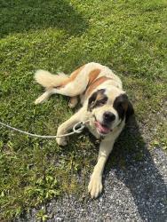 Found/Stray Unknown Dog last seen Hardpers Ferry Road, Sharpsburg, MD 21782