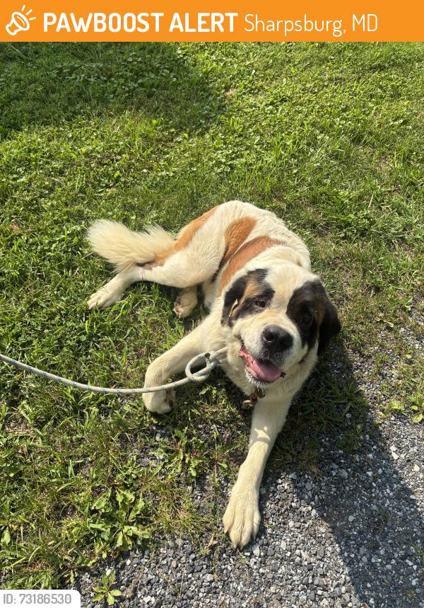 Found/Stray Unknown Dog last seen Hardpers Ferry Road, Sharpsburg, MD 21782