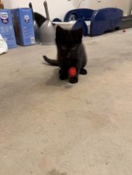 Found/Stray Unknown Cat last seen Mountain View neighborhood, Ranlo, NC 28054